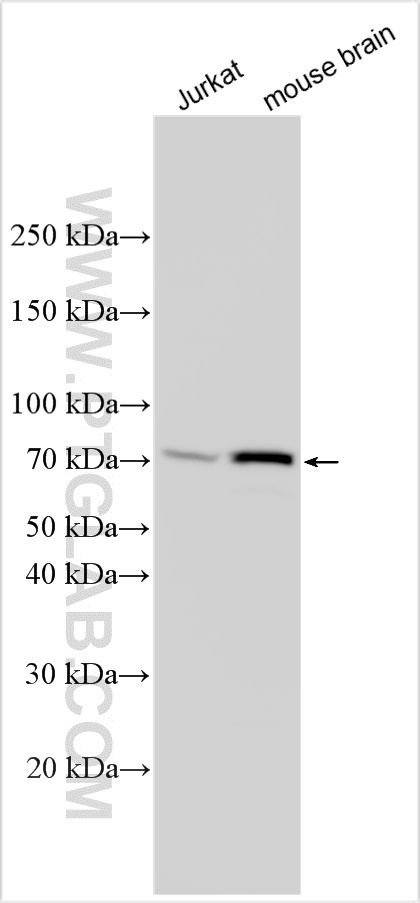 WB analysis using 27514-1-AP