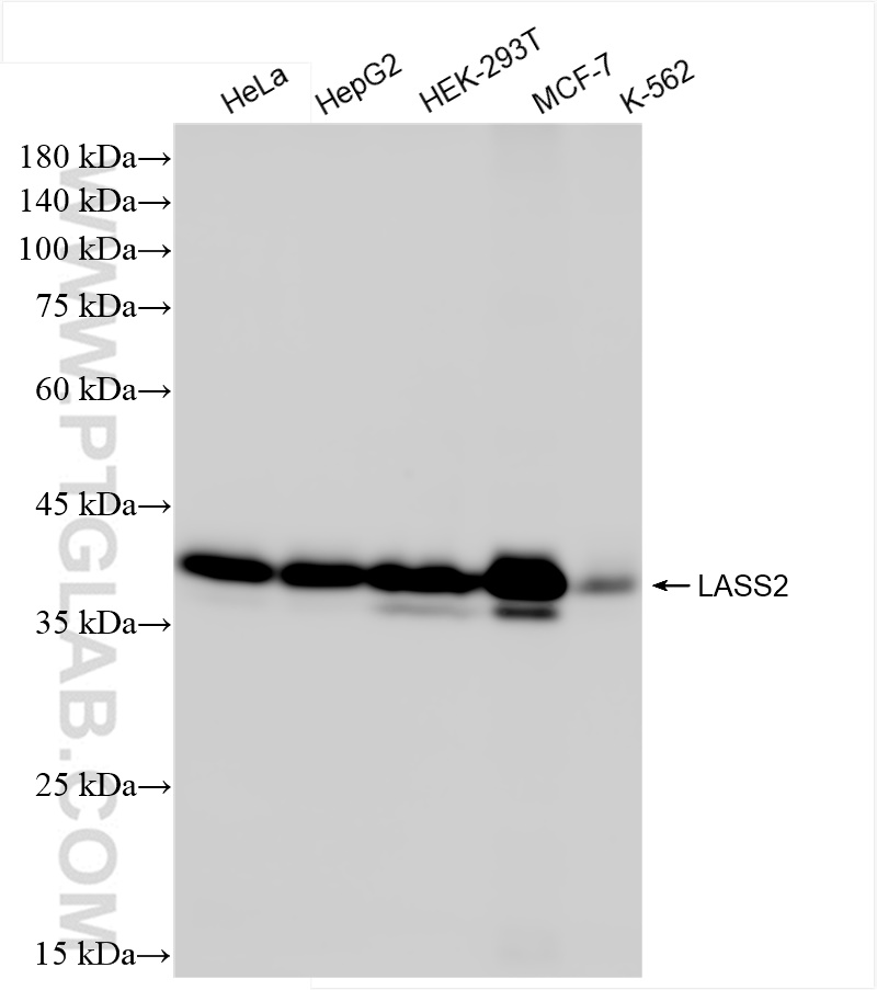 WB analysis using 84514-4-RR