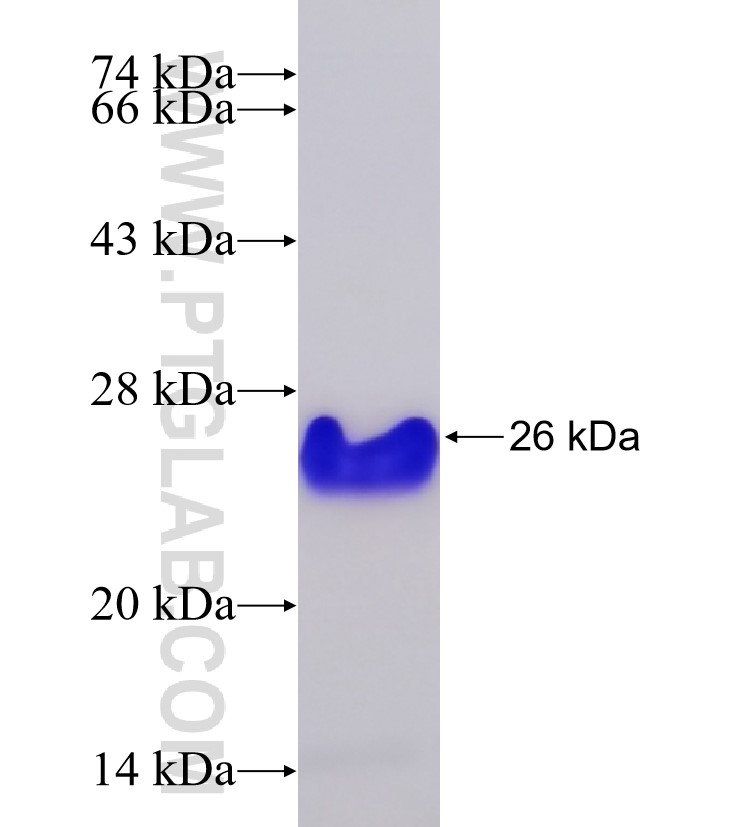 LAT fusion protein Ag33827 SDS-PAGE