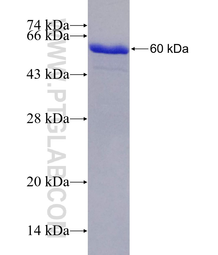 LATS2 fusion protein Ag28221 SDS-PAGE