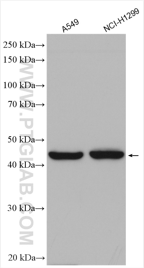 WB analysis using 20535-1-AP