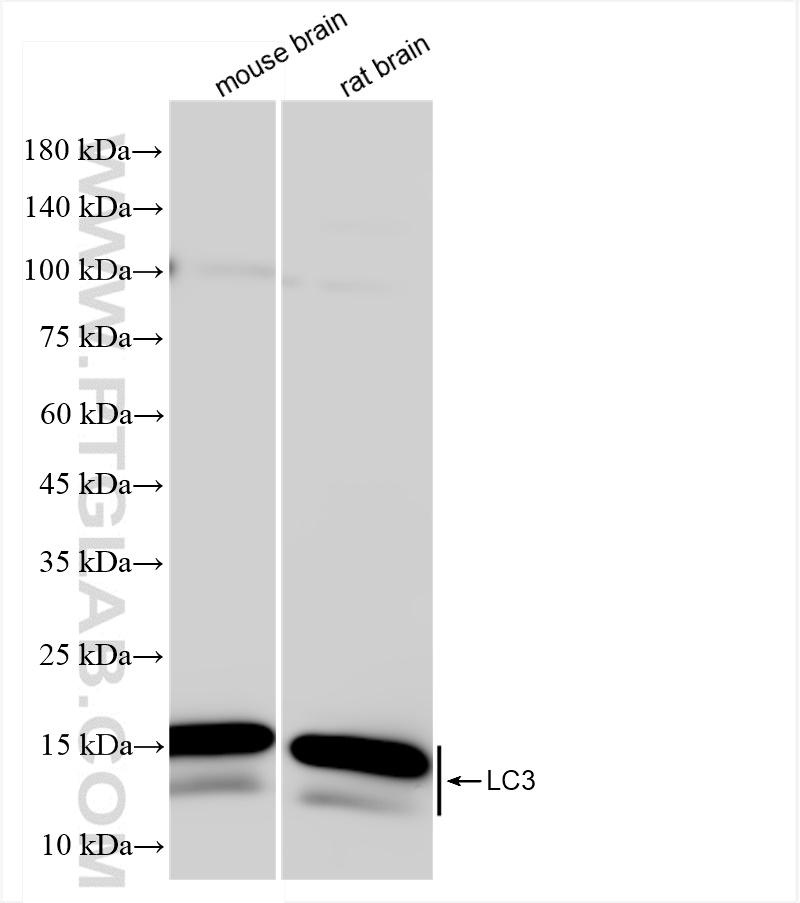 WB analysis of mouse brain using 81004-1-RR