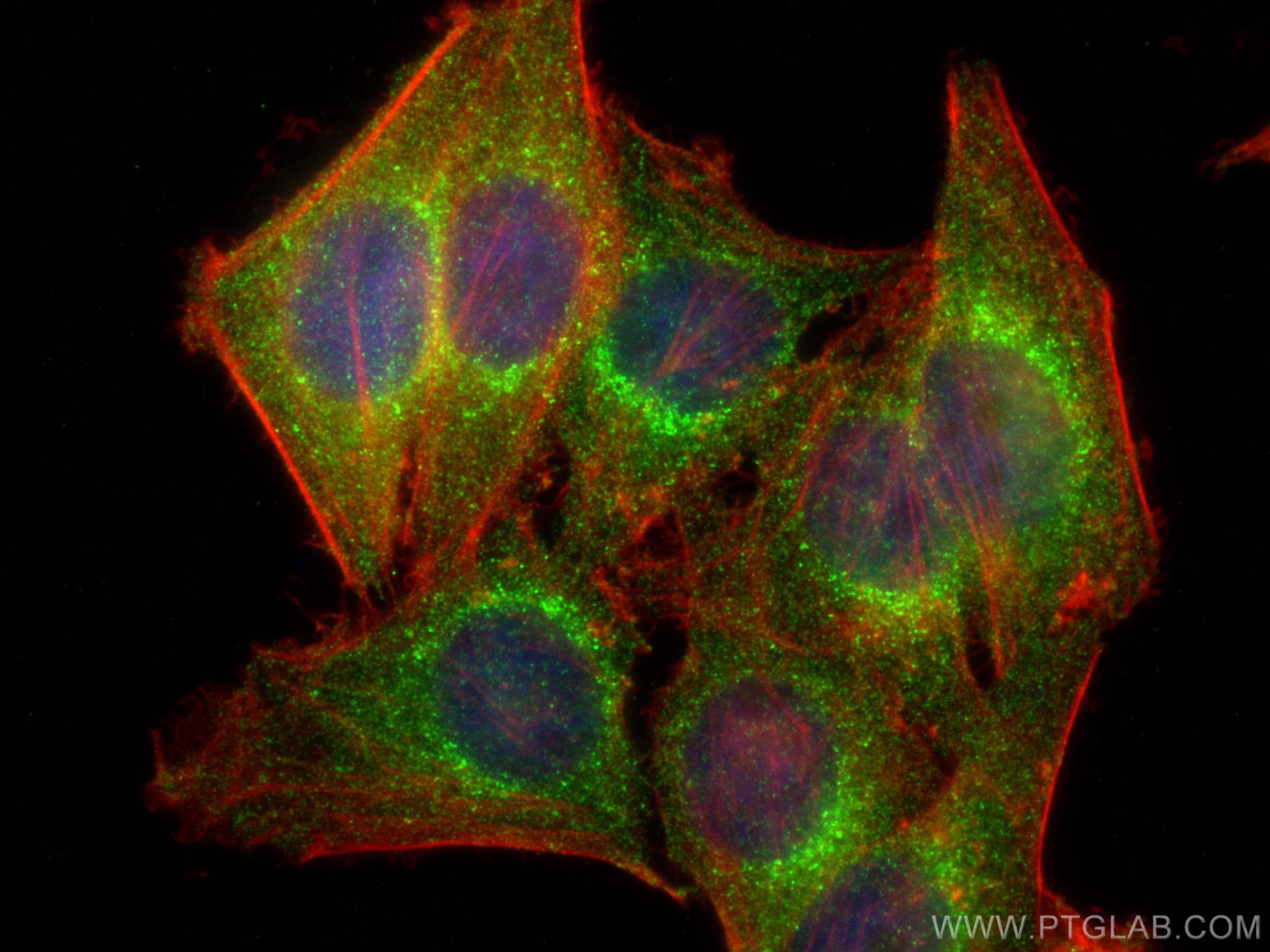 IF Staining of HepG2 using 60162-1-Ig