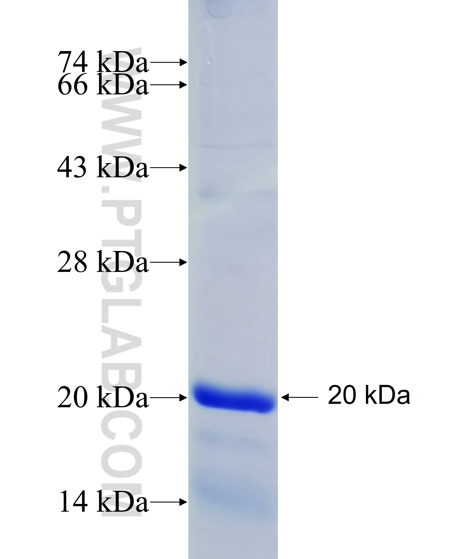 LCN2 fusion protein Ag25728 SDS-PAGE