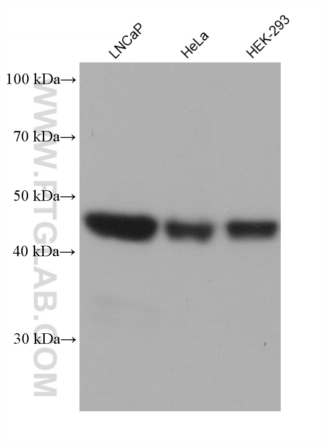 WB analysis using 68721-1-Ig (same clone as 68721-1-PBS)