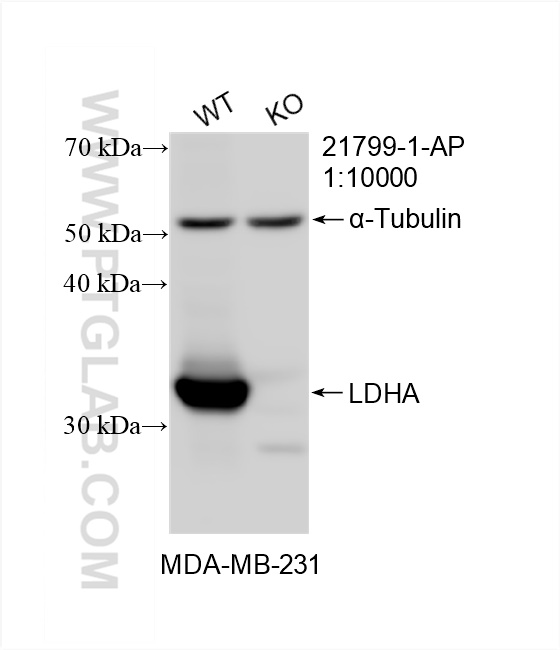 WB analysis of MDA-MB-231 using 21799-1-AP