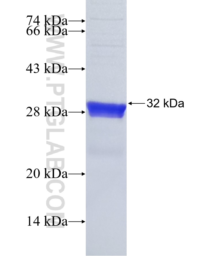 LDHA fusion protein Ag16703 SDS-PAGE