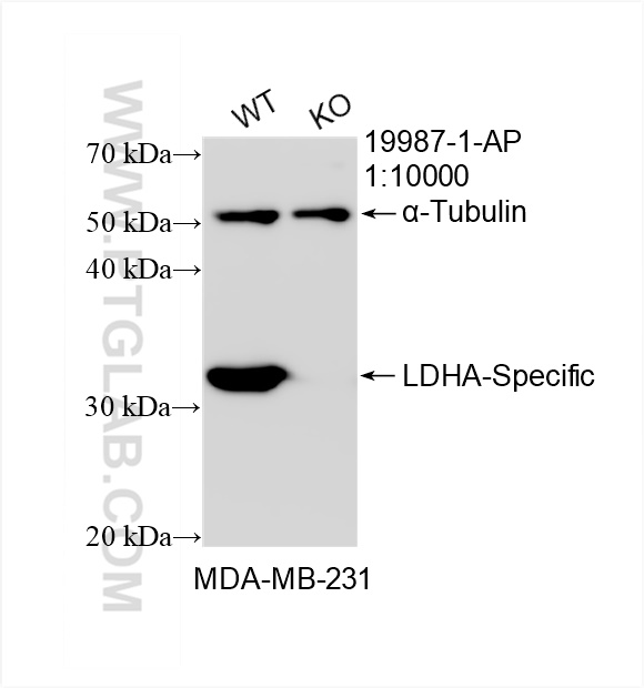 WB analysis of MDA-MB-231 using 19987-1-AP