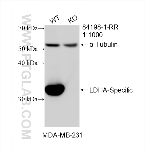 WB analysis of MDA-MB-231 using 84198-1-RR