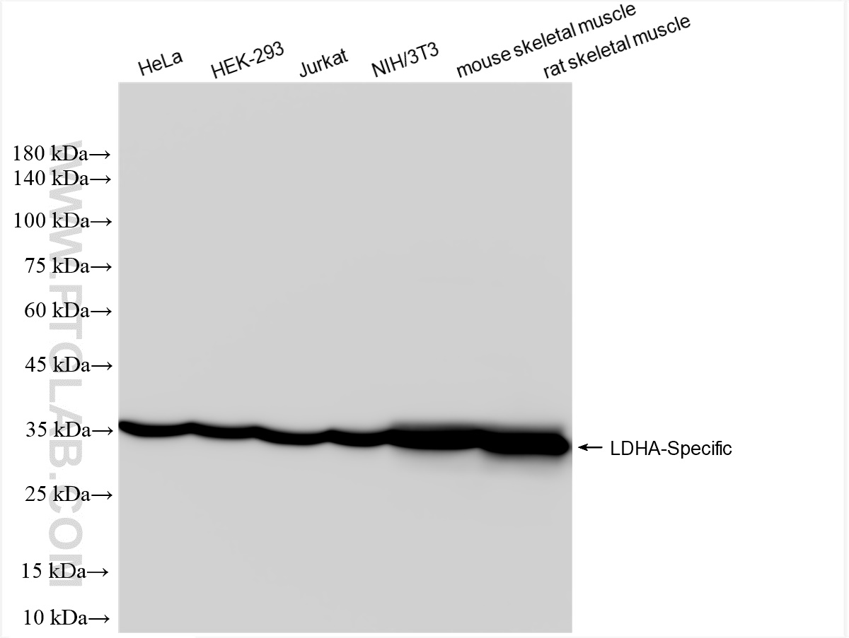 WB analysis using 84198-2-RR (same clone as 84198-2-PBS)