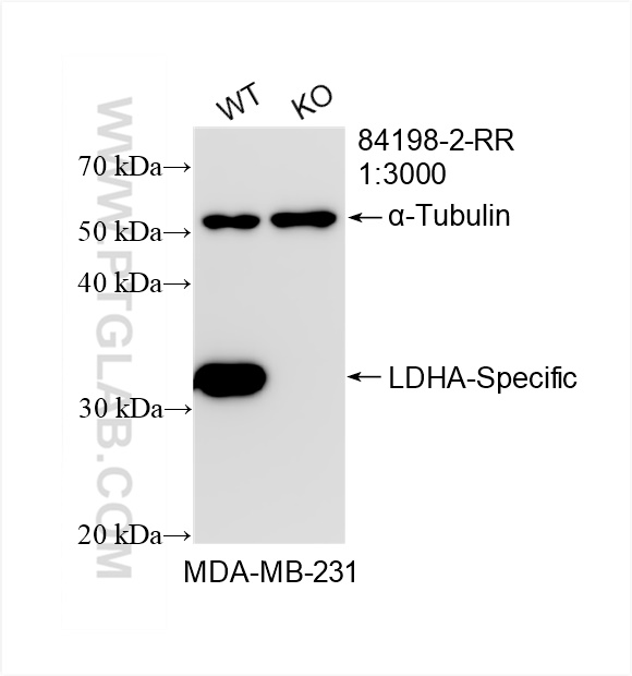 WB analysis of MDA-MB-231 using 84198-2-RR