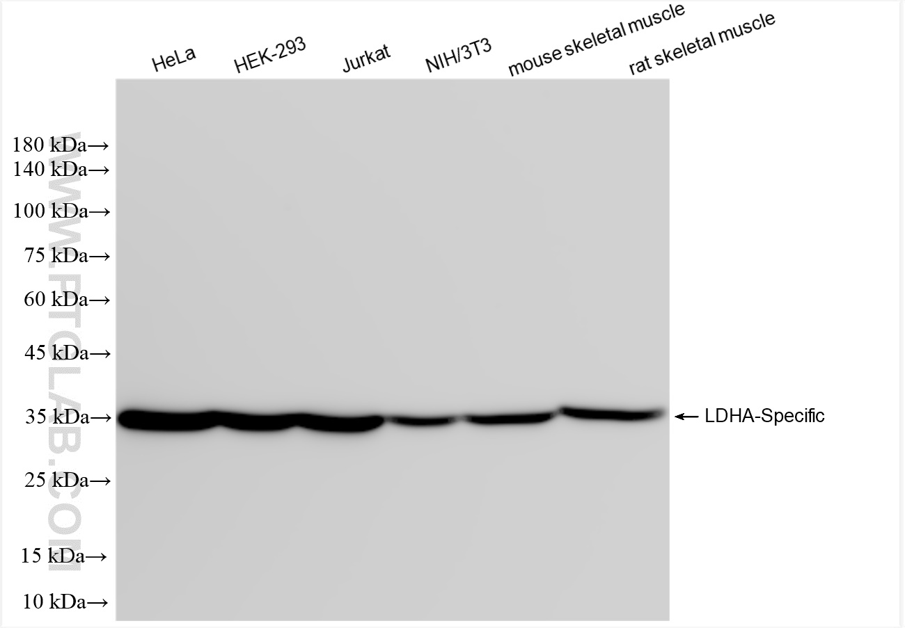 WB analysis using 84198-3-RR