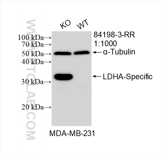 WB analysis of MDA-MB-231 using 84198-3-RR