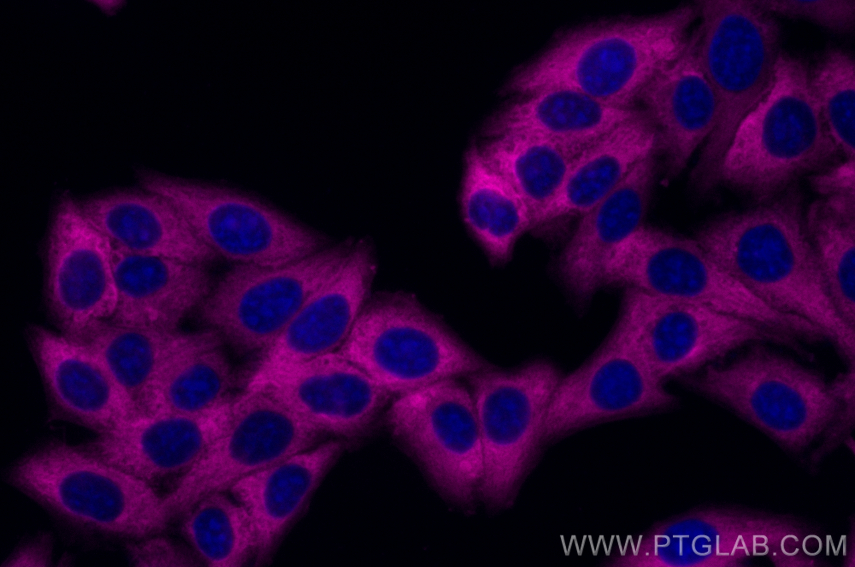 IF Staining of HepG2 using CL647-19987