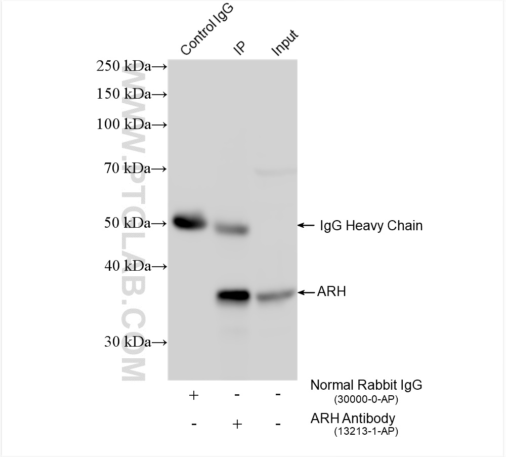 IP experiment of HeLa using 13213-1-AP