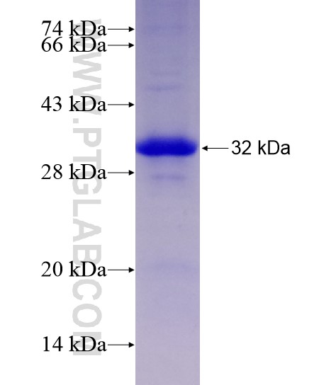 LENG8 fusion protein Ag28591 SDS-PAGE