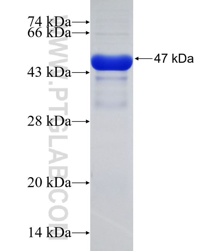 LEPR fusion protein Ag29331 SDS-PAGE