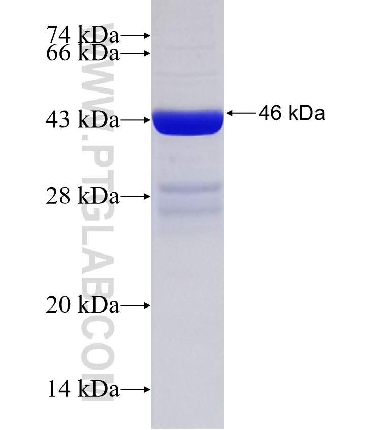 LEPR fusion protein Ag32760 SDS-PAGE
