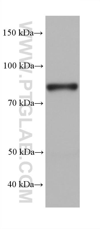 WB analysis of rat testis using 68299-1-Ig (same clone as 68299-1-PBS)