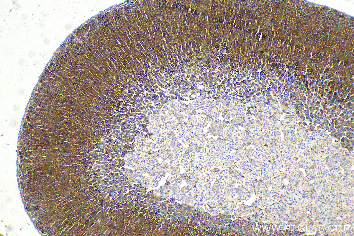 IHC staining of mouse adrenal gland using 68208-1-Ig (same clone as 68208-1-PBS)