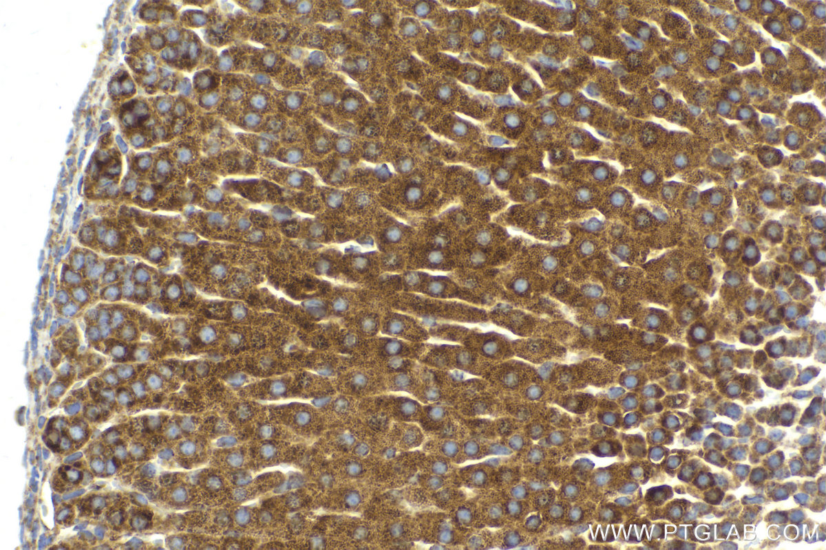 IHC staining of mouse adrenal gland using 68208-1-Ig (same clone as 68208-1-PBS)