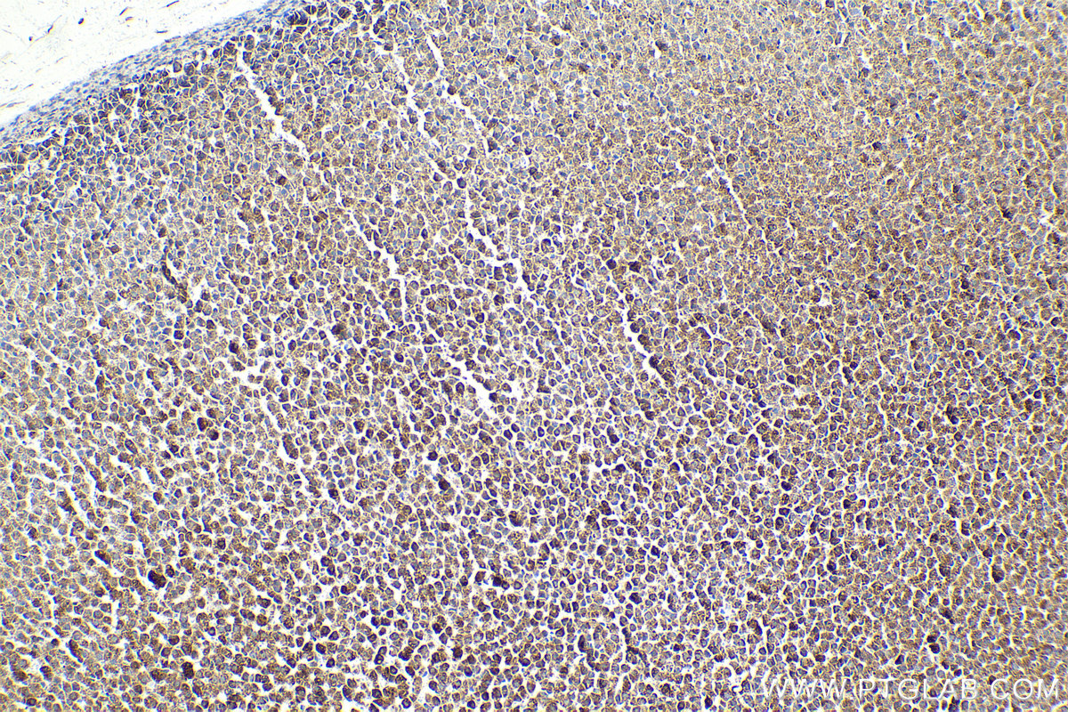 IHC staining of rat adrenal gland using 68208-1-Ig (same clone as 68208-1-PBS)