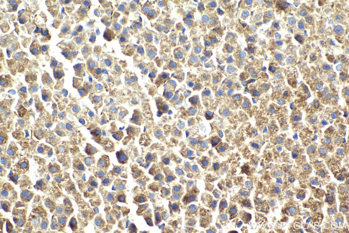 IHC staining of rat adrenal gland using 68208-1-Ig (same clone as 68208-1-PBS)