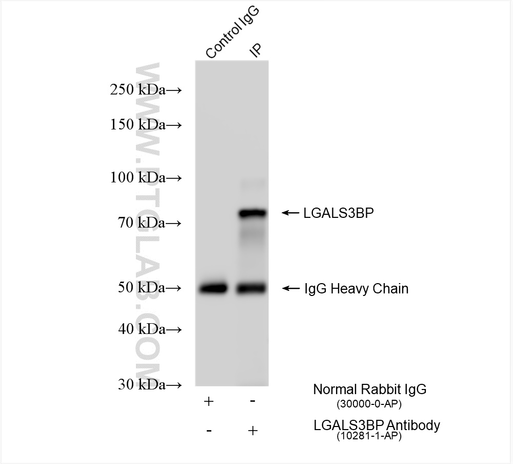 IP experiment of HepG2 using 10281-1-AP