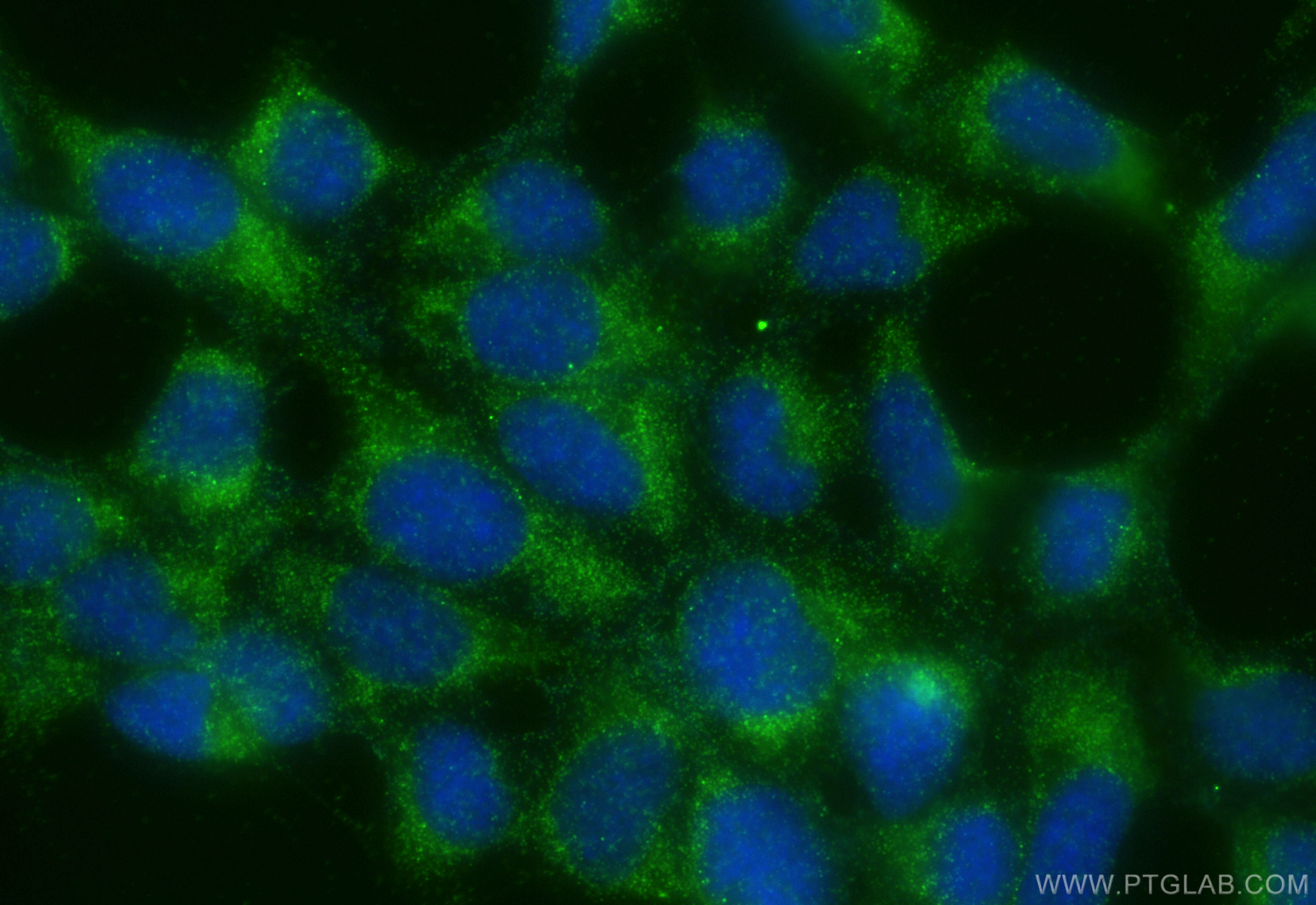 IF Staining of HEK-293 using 10955-1-AP