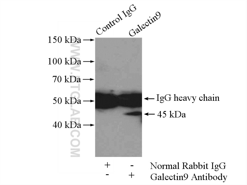 LGALS9/Galectin-9