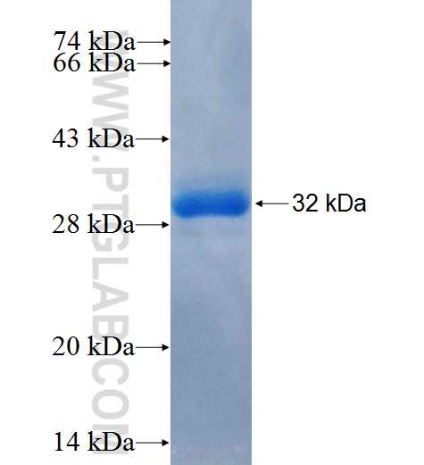 LHFP fusion protein Ag24705 SDS-PAGE