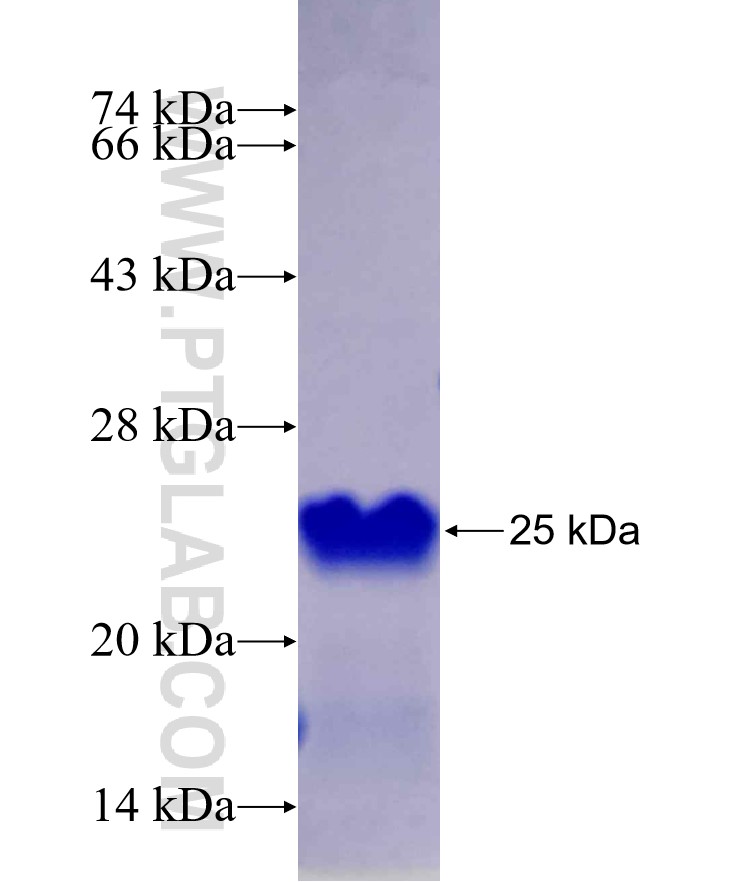 LHX1 fusion protein Ag29740 SDS-PAGE