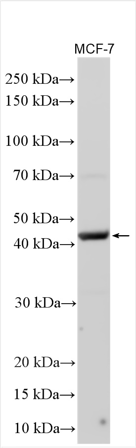 WB analysis using 30722-1-AP