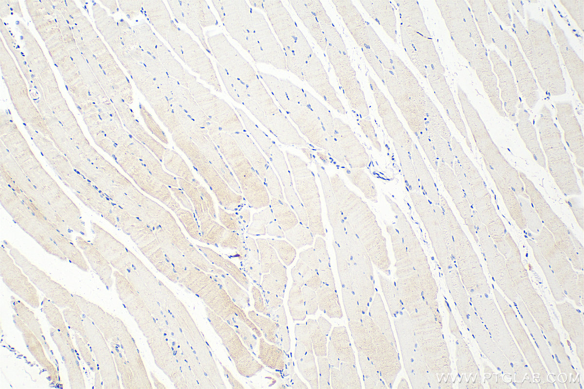 IHC staining of mouse skeletal muscle using 22779-1-AP