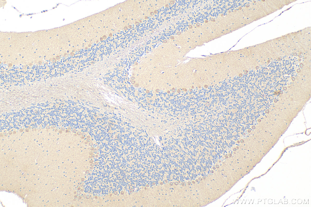 IHC staining of mouse cerebellum using 22779-1-AP