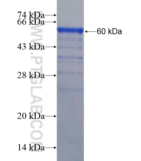 LIFR fusion protein Ag18742 SDS-PAGE