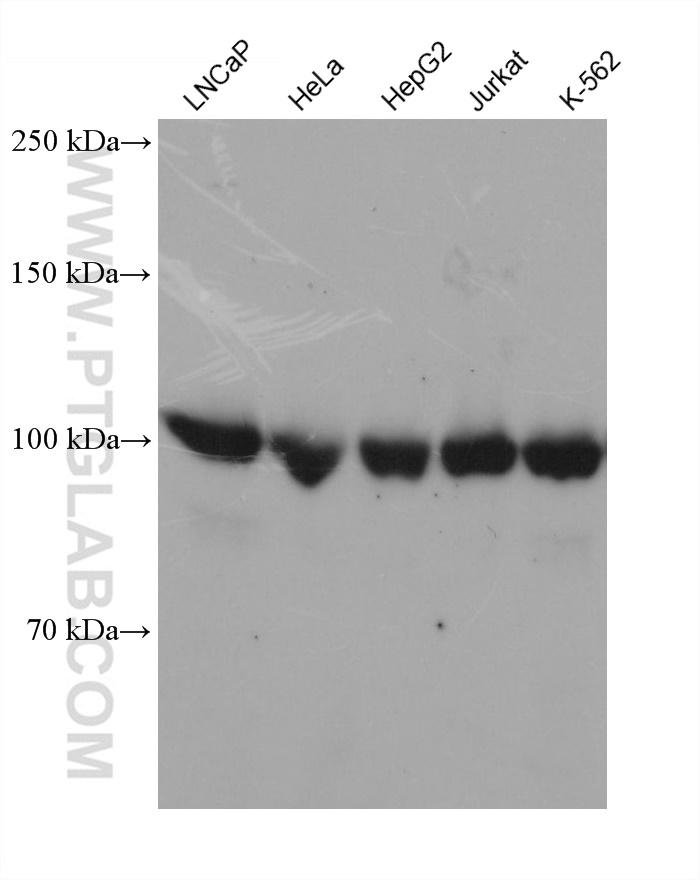 WB analysis using 68810-1-Ig