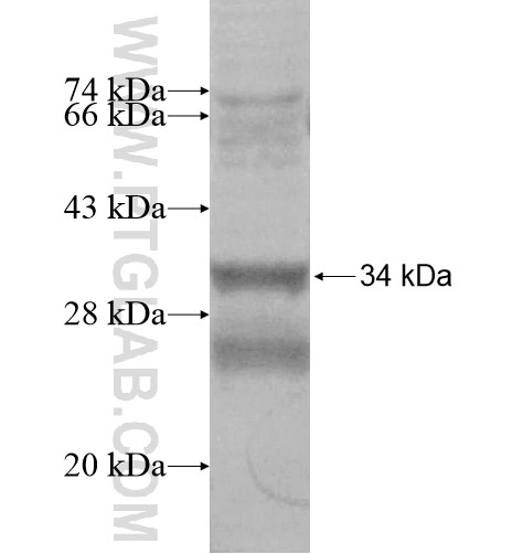 LILRA4 fusion protein Ag15721 SDS-PAGE