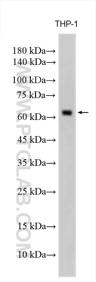 WB analysis of THP-1 using 14154-1-AP