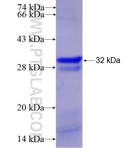 LILRB4 fusion protein Ag3219 SDS-PAGE