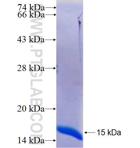 LIM2 fusion protein Ag24955 SDS-PAGE