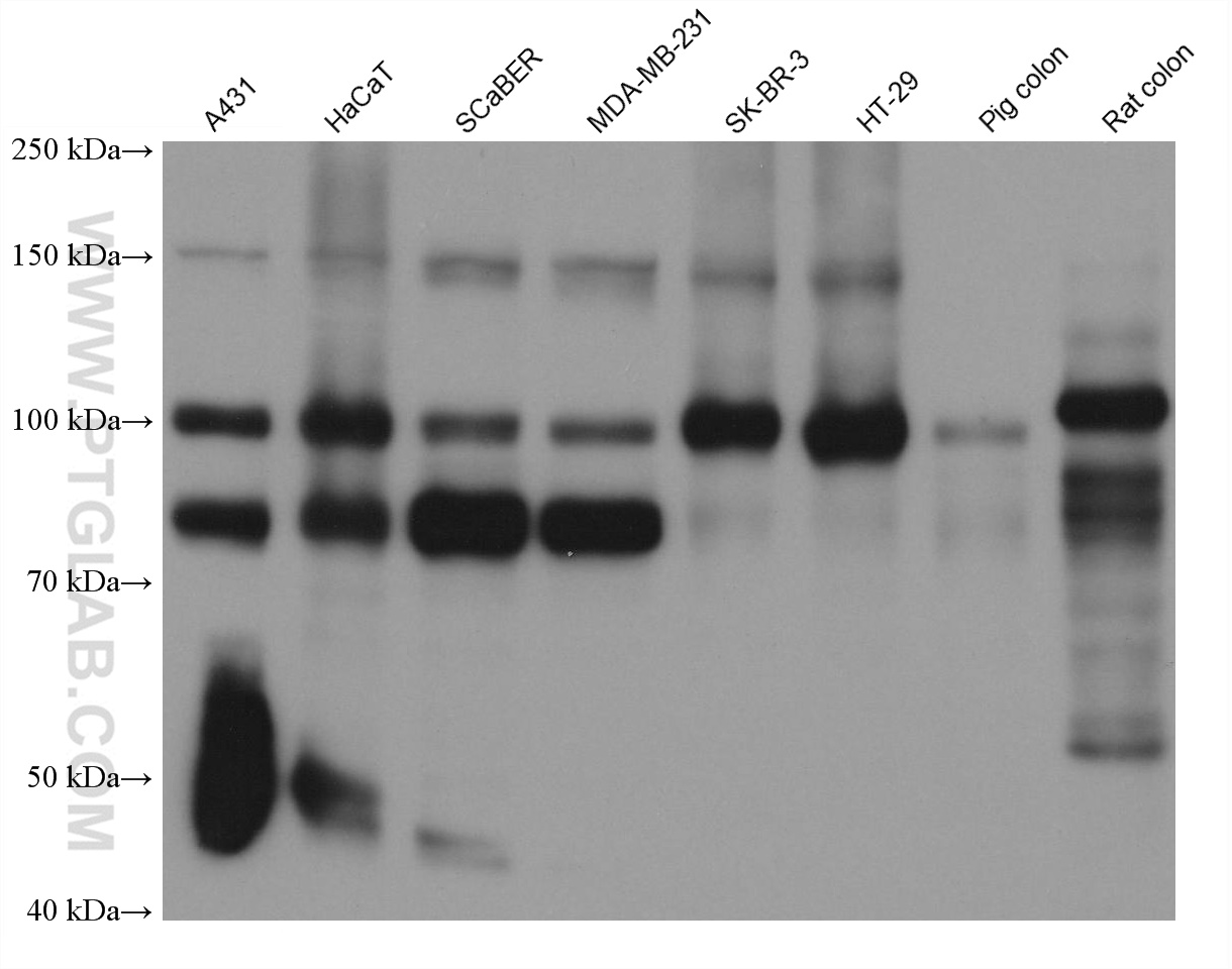 WB analysis using 66071-1-Ig (same clone as 66071-1-PBS)