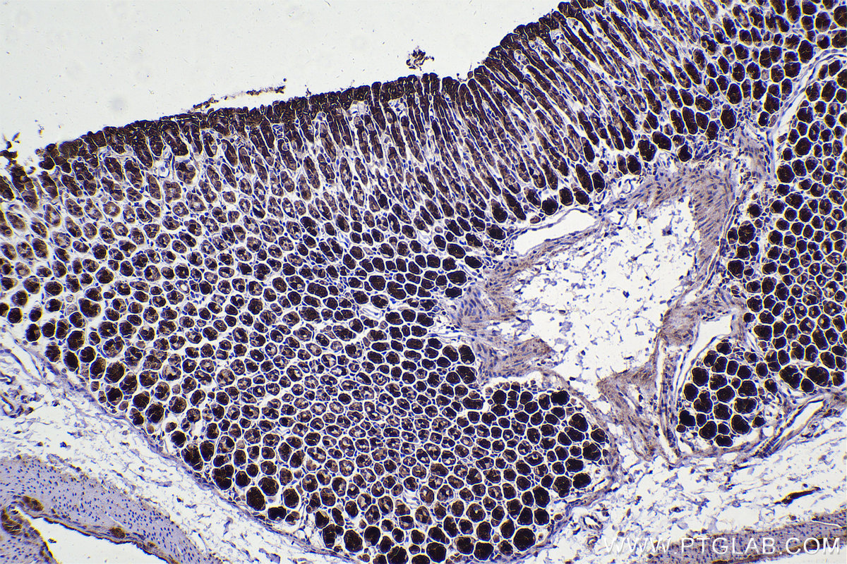 IHC staining of mouse stomach using 67974-1-Ig