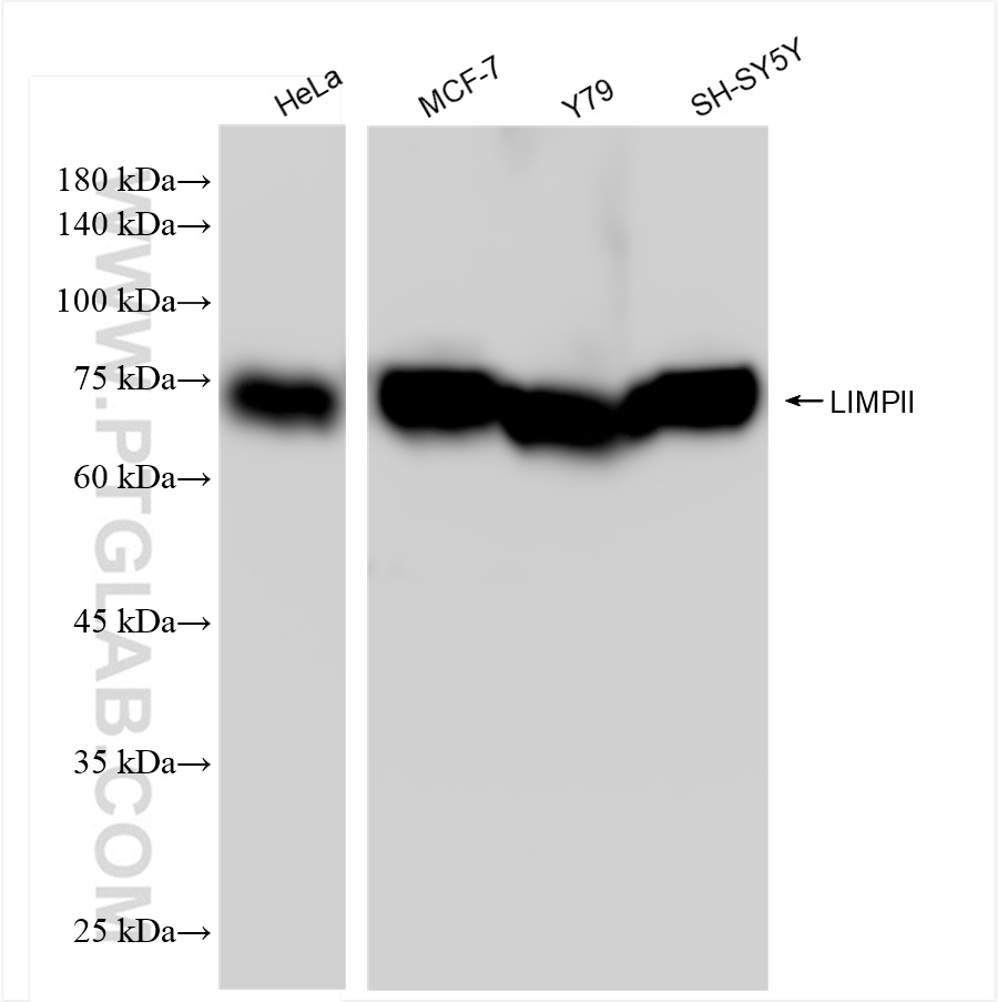 WB analysis using 84193-4-RR