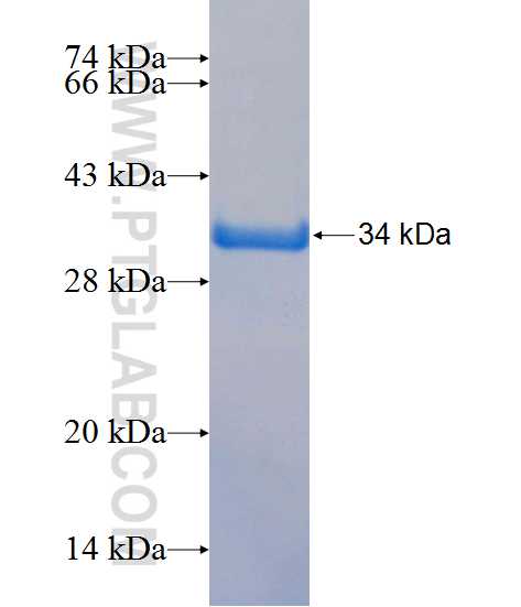 LIN54 fusion protein Ag24507 SDS-PAGE