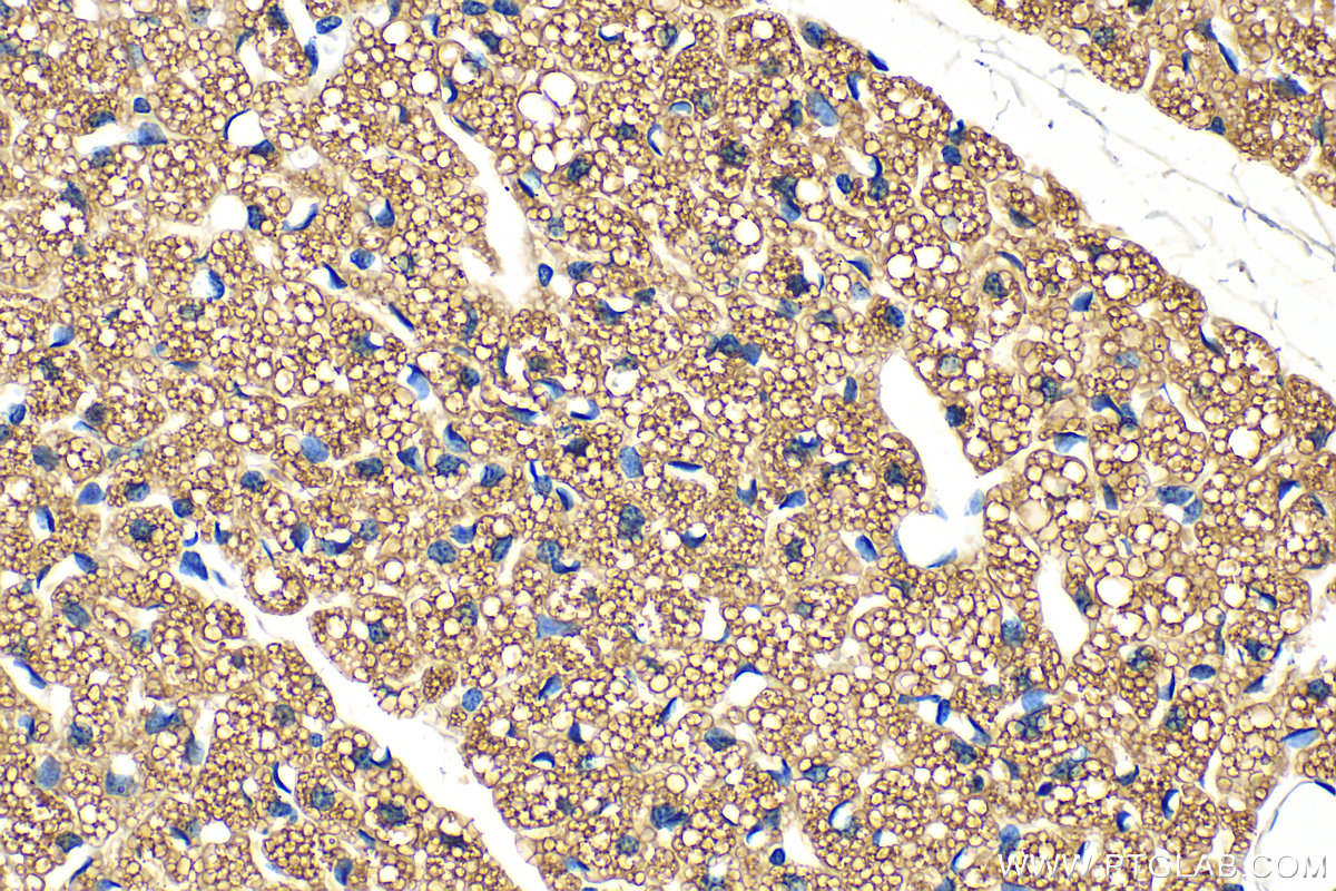 IHC staining of mouse brown adipose using 17333-1-AP