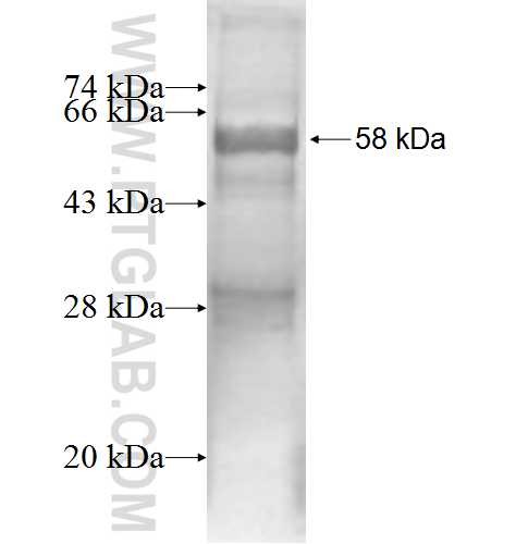 LMAN2 fusion protein Ag1966 SDS-PAGE