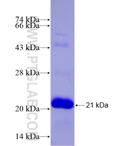 LMO2 fusion protein Ag28652 SDS-PAGE