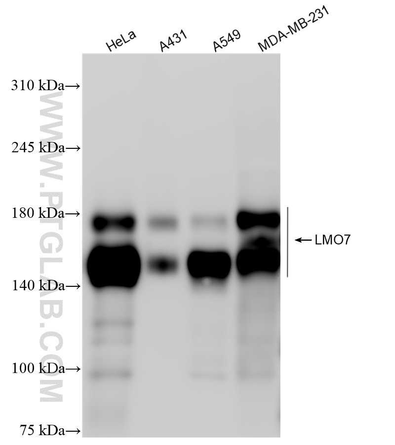 WB analysis using 84495-4-RR