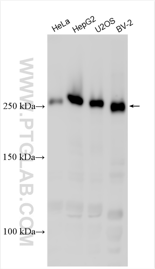 WB analysis using 31540-1-AP